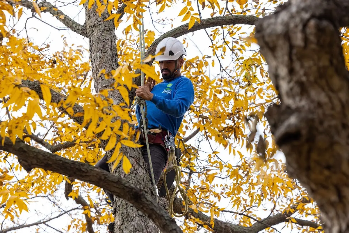 Skilled Tree Trimming crew working in Independence